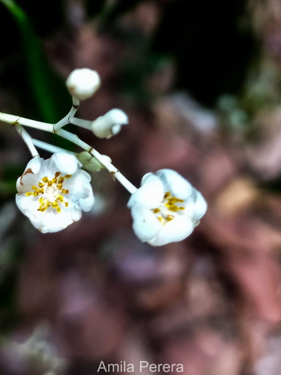 Doona zeylanica Thwaites(Thwaites) P.S.Ashton